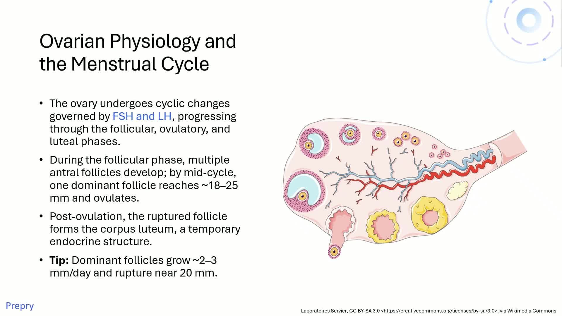 Unit 1 Introduction to Gynecology and Pelvic Anatomy Pt 2