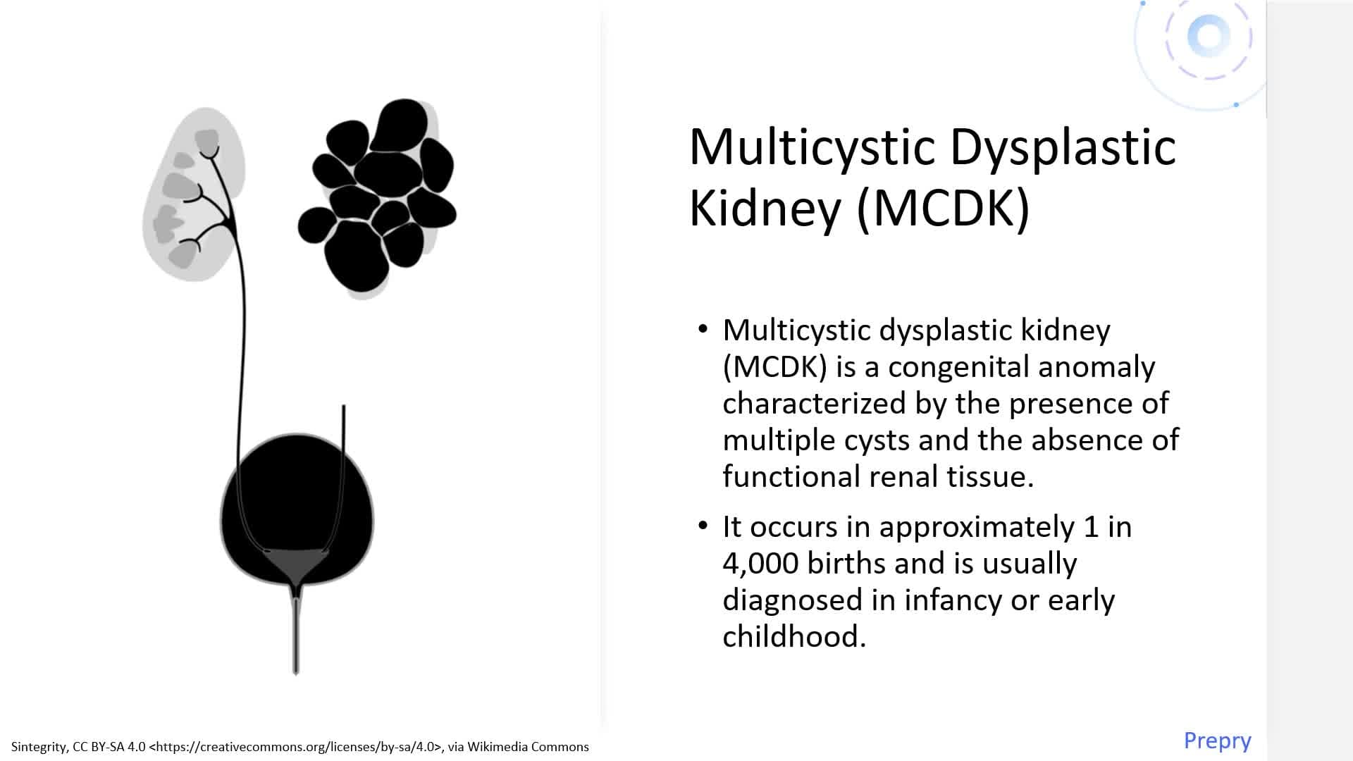 Urinary System